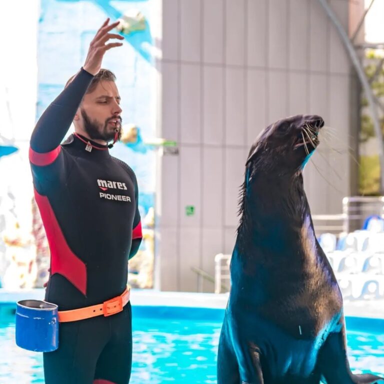 🐬 ЭКСКУРСИЯ «ДЕЛЬФИНАРИЙ В АЛУШТЕ» ИЗ ЯЛТЫ