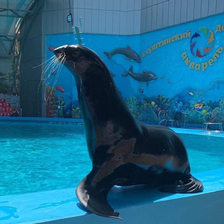 🐬 ЭКСКУРСИЯ «ДЕЛЬФИНАРИЙ В АЛУШТЕ» ИЗ ЯЛТЫ