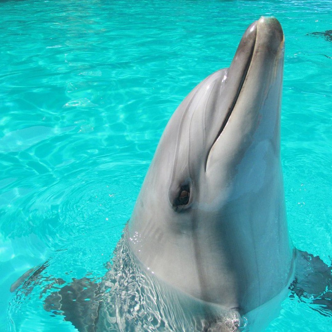 🐬 ЭКСКУРСИЯ «ДЕЛЬФИНАРИЙ В АЛУШТЕ» ИЗ ЯЛТЫ