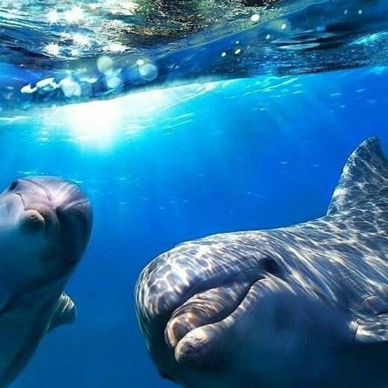 🐬 ЭКСКУРСИЯ «ДЕЛЬФИНАРИЙ В АЛУШТЕ» ИЗ ЯЛТЫ